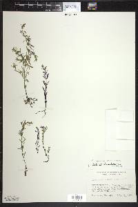 Clinopodium arkansanum image