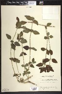 Clinopodium vulgare image