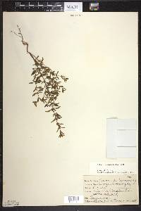 Hedeoma pulegioides image