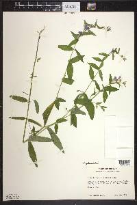 Scutellaria galericulata image