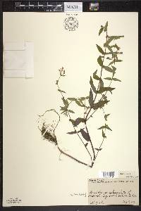 Scutellaria galericulata image