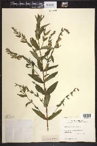 Scutellaria galericulata image