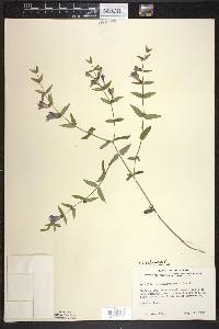 Scutellaria galericulata image