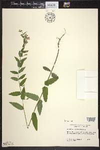 Scutellaria galericulata image