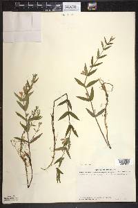 Scutellaria galericulata image