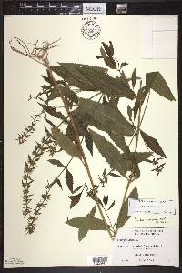 Stachys hispida image