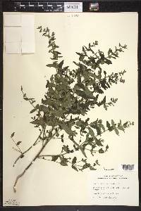 Scutellaria galericulata image