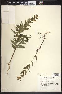 Scutellaria galericulata image