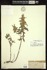 Monarda punctata image