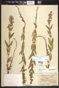 Stachys pilosa image