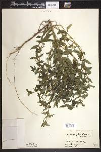 Scutellaria galericulata image