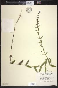 Scutellaria galericulata image