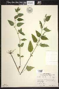 Scutellaria lateriflora f. albiflora image