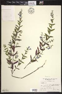 Scutellaria galericulata image