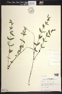 Scutellaria galericulata image