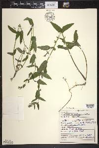 Scutellaria galericulata image