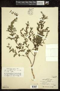 Scutellaria galericulata image