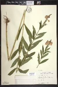 Physostegia virginiana image