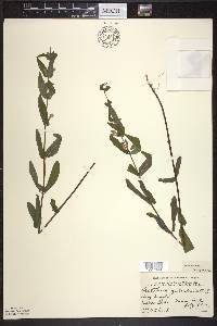 Scutellaria galericulata image