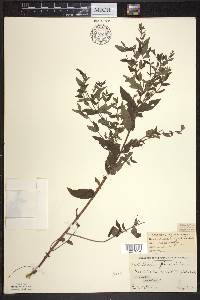 Scutellaria galericulata image