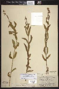 Stachys aspera image