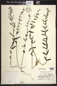 Scutellaria galericulata image