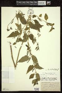 Scutellaria lateriflora f. albiflora image