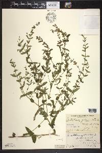 Scutellaria galericulata image