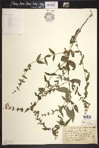 Scutellaria galericulata image