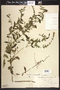 Scutellaria galericulata image