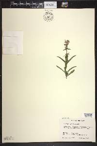 Stachys hyssopifolia image