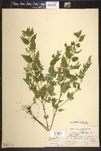 Scutellaria lateriflora f. albiflora image