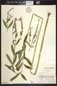 Physostegia virginiana image