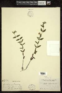 Scutellaria galericulata image