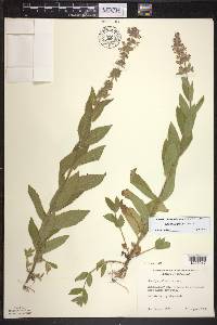 Stachys pilosa image