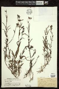 Stachys hyssopifolia image