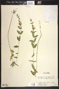 Scutellaria galericulata image