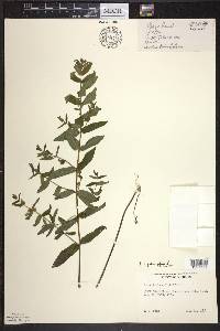 Scutellaria galericulata image