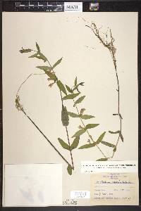 Scutellaria galericulata image