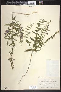 Scutellaria galericulata image