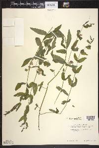 Scutellaria galericulata image