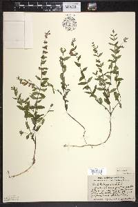 Scutellaria galericulata image