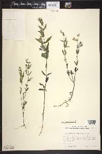 Scutellaria galericulata image