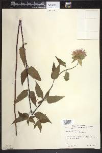Monarda fistulosa var. fistulosa image