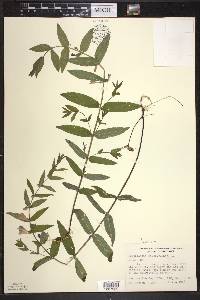 Scutellaria galericulata image