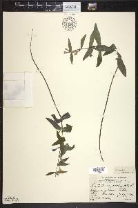 Scutellaria galericulata image