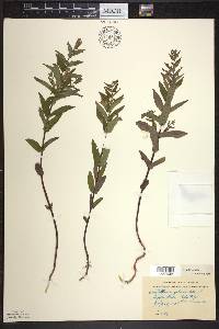 Scutellaria galericulata image