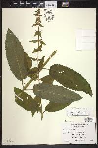 Stachys hispida image