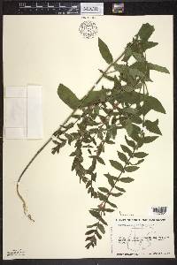 Scutellaria galericulata image