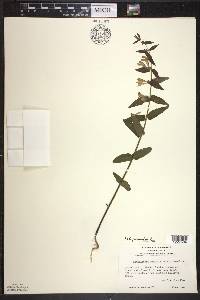 Scutellaria galericulata image